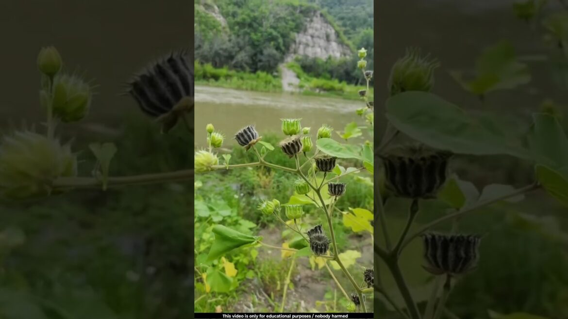 The circular, disc-shaped fruits of the Khareti plant are highly useful 😯l #plants