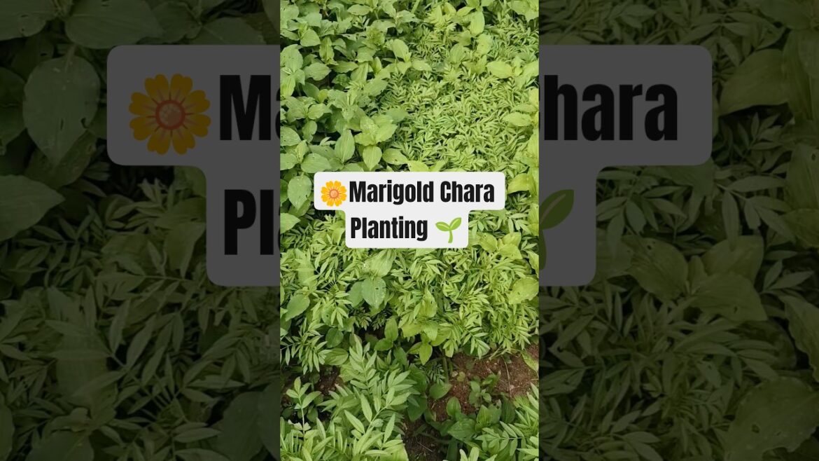 Plant Marigold Chara 🌼#Gardening Tips #Shorts#Ytshorts#Sushree Sangita Vlog