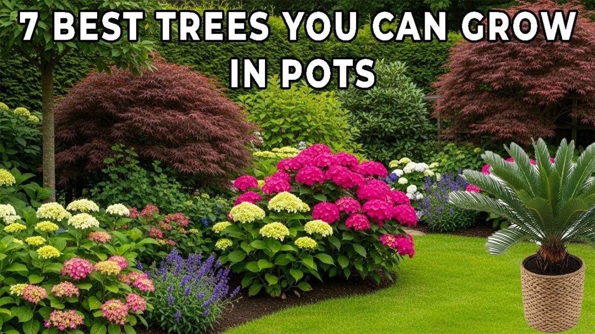 7 Best Trees You Can Grow in Pots 🌿 | Container Garden Ideas