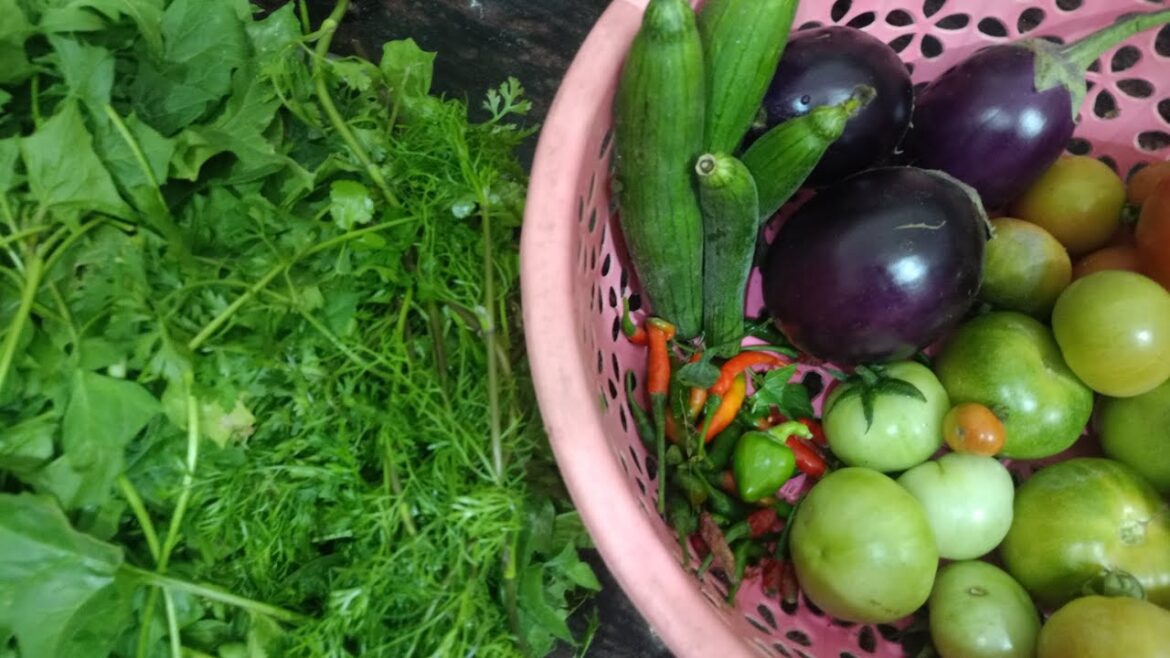 January me kitne prakar ki sabjiyon ki harvesting  #Garden tips #gardening