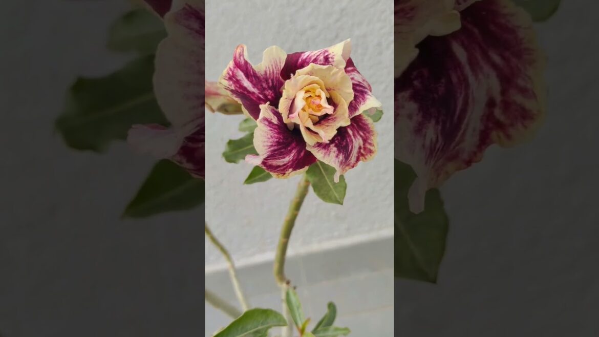 Multicolor adenium #trending  #adeniumplant #flowers #desertrose #music #youtubeshorts