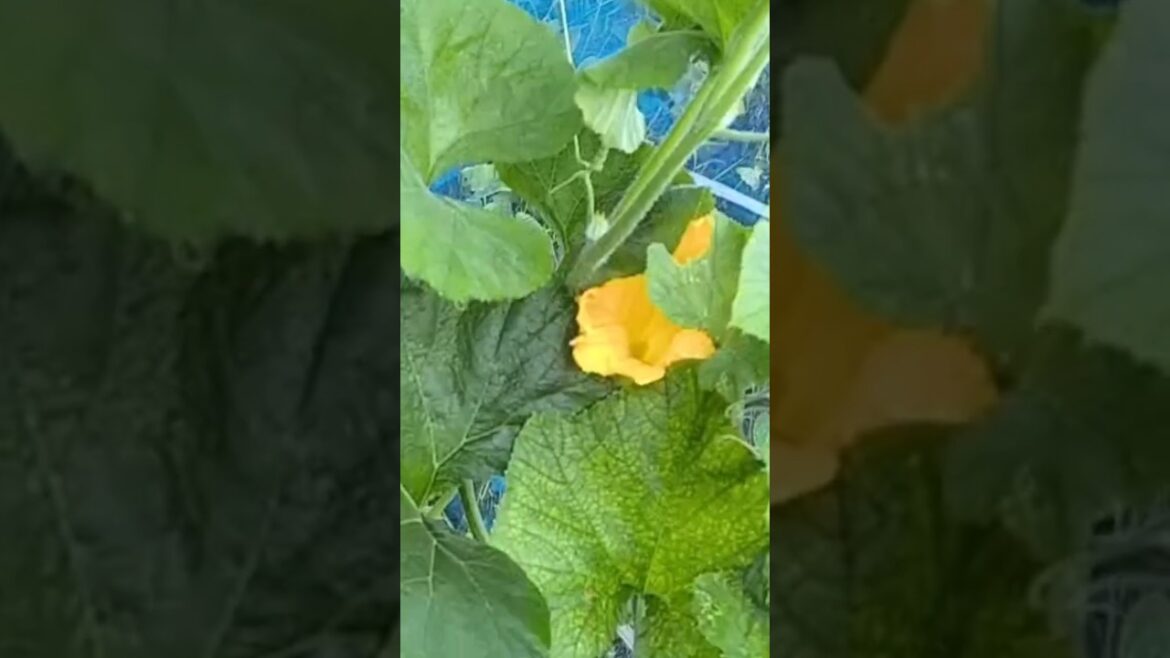 Pumpkin cultivation in my backyard garden #shortvideo #pumpkin#viral#nature #trending#backyard