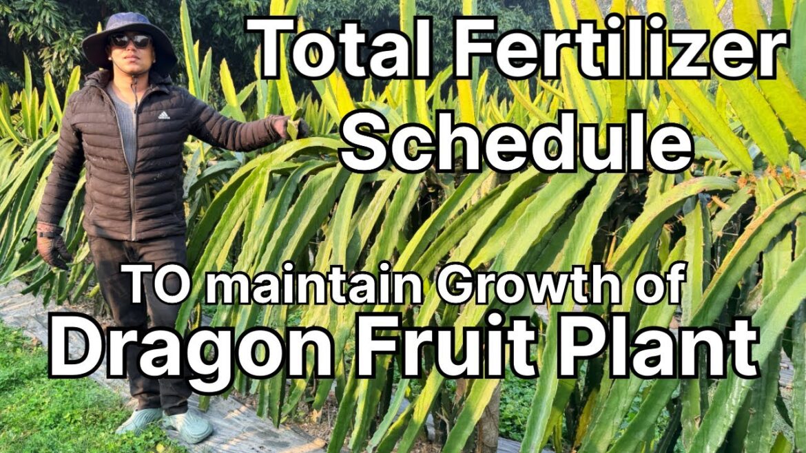 Total Fertilizer Schedule to maintain Growth of Dragon Fruit Plant || #dragonfruitfarming Total Fertilizer Schedule to maintain Growth of Dragon Fruit Plant || #dragonfruitfarming