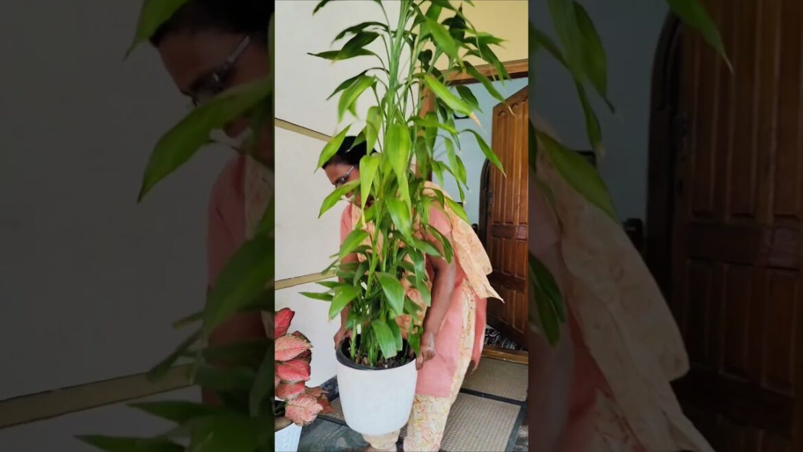 Bamboo Plants for Peaceful Homedecor 🌿#shots #ytshorts