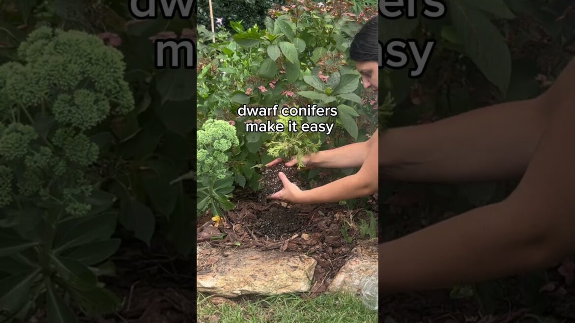 The best little evergreens to sneak into garden spaces — no maintenance or fuss, just awesome. ⭐️