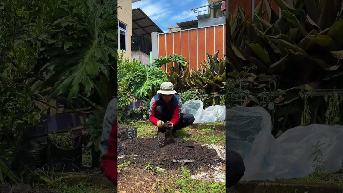 planting packcoy mustard greens in used plastic bottles #gardening #gardeningideas #gardeningtips