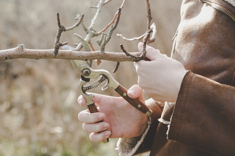 tree pruning during sunny winter day