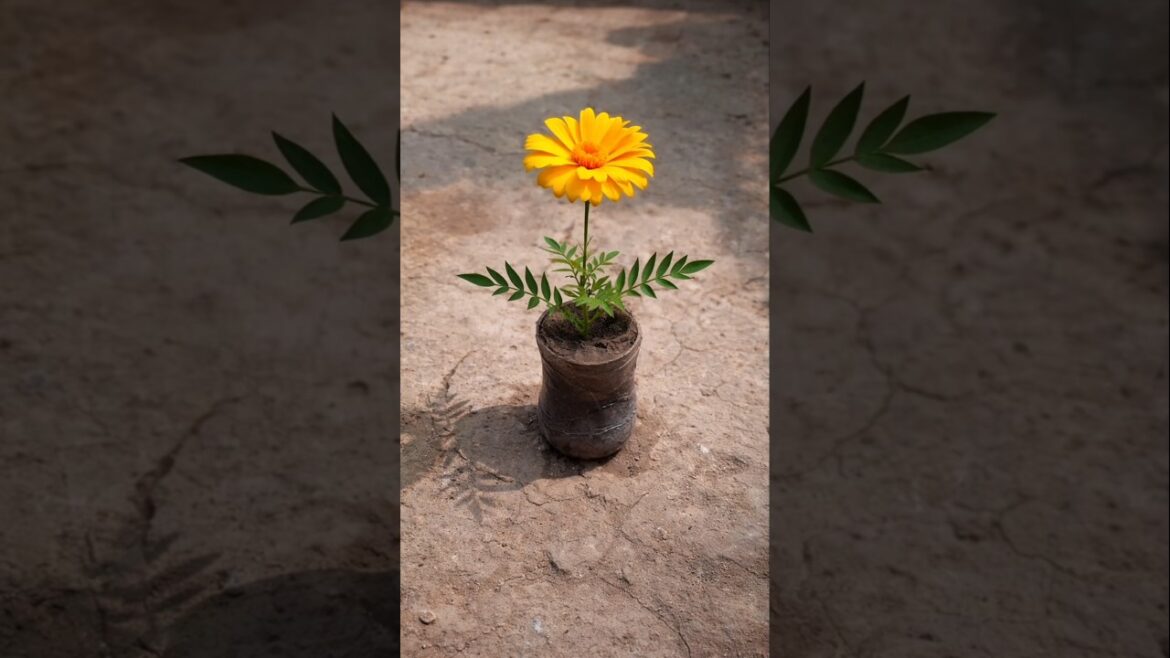 Marigold Flower From Cutting πΌ | Aloe Vera Trick for Fast Blooming in Pot Marigold Flower From Cutting πΌ | Aloe Vera Trick for Fast Blooming in Pot