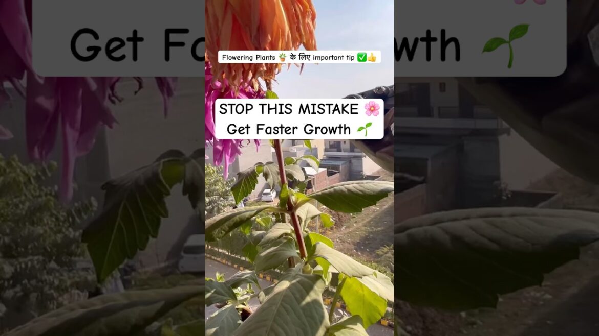 Remove Dried/Dead Flowers for Faster Plant Growth 🌱🌸 | Garden Secret #gardeningtips #shorts