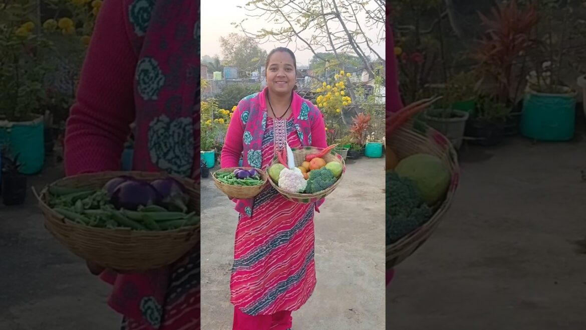 आज छत से तोड़ी 2 टोकरी सब्जी 😊😜 #viralvideo #gardening #shortvideo #vegetableharvest #shorts