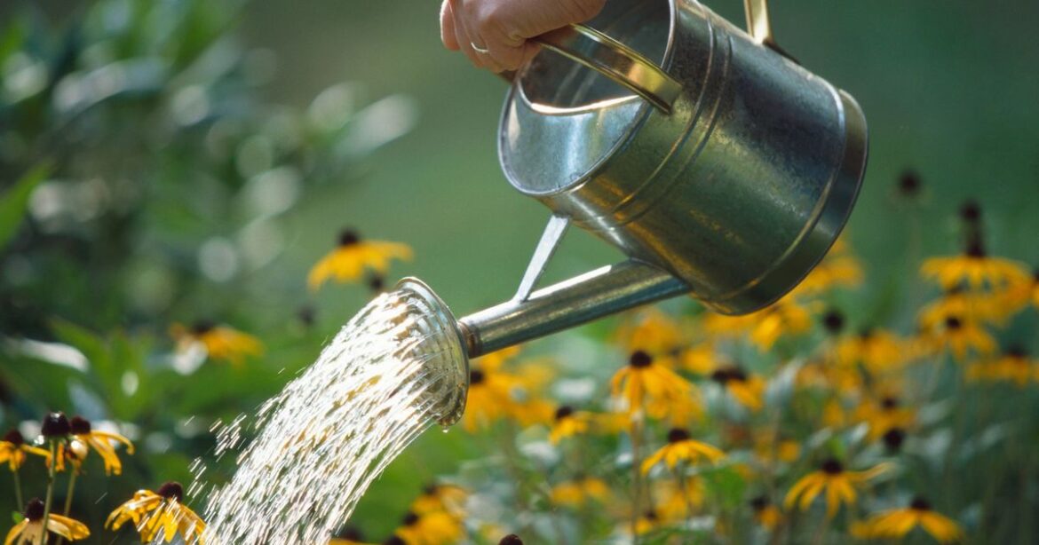 Make flowers bloom longer naturally with the help of a common kitchen scrap Daily Mirror