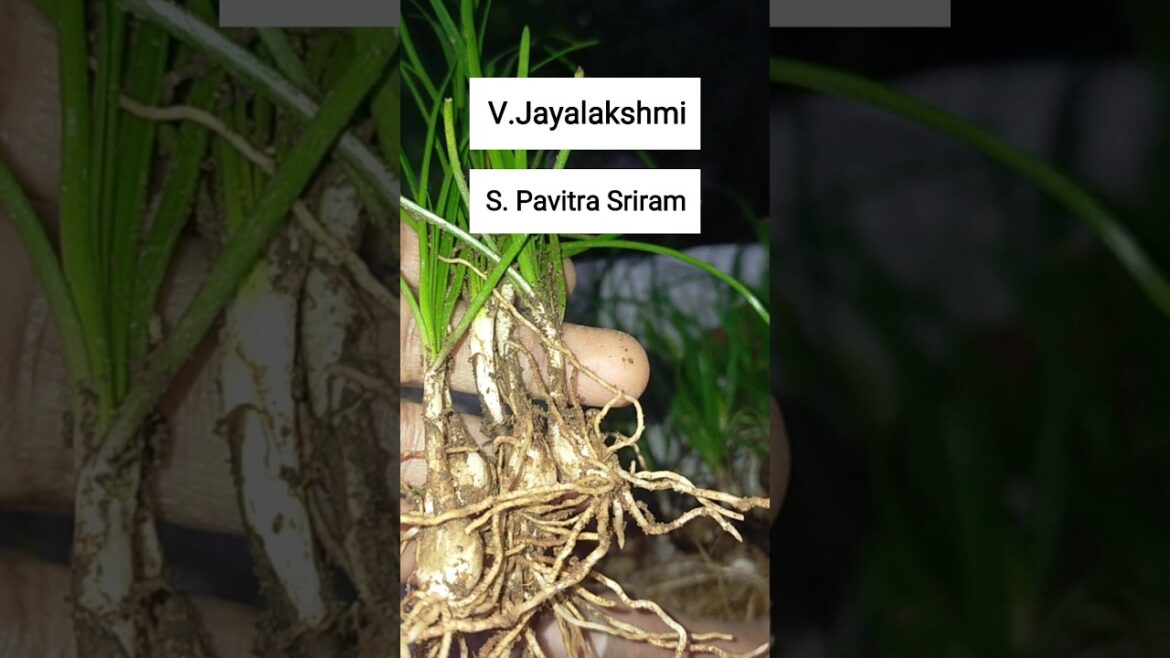 🥰#freeseeds #giveaway #இலவச விதை பகிர்வு #shortsfeed #garden #gardeningtips #plants #subscribe