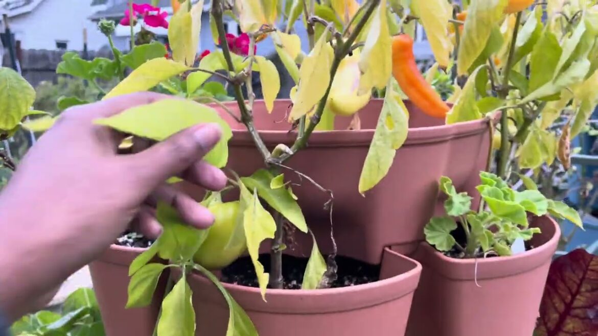 10 Beginner Garden Tips I Wish I Knew  Perennials, Propagation, Compost & Harvest Hacks