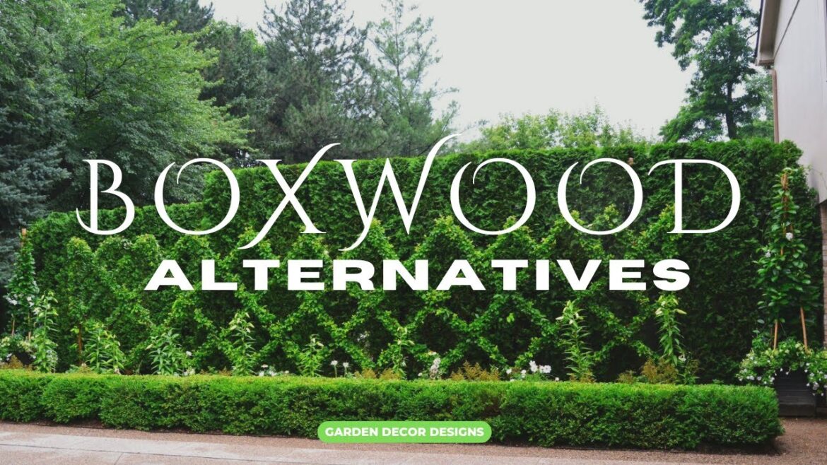 BOXWOOD PLANT ALTERNATIVE DESIGN IDEAS | LOW-MAINTENANCE EVERGREEN SHRUBS FOR A STUNNING GARDEN LOOK BOXWOOD PLANT ALTERNATIVE DESIGN IDEAS | LOW-MAINTENANCE EVERGREEN SHRUBS FOR A STUNNING GARDEN LOOK