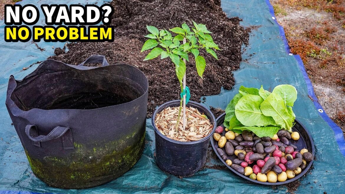 5 Vegetables That Grow BETTER In Pots Than In Ground!