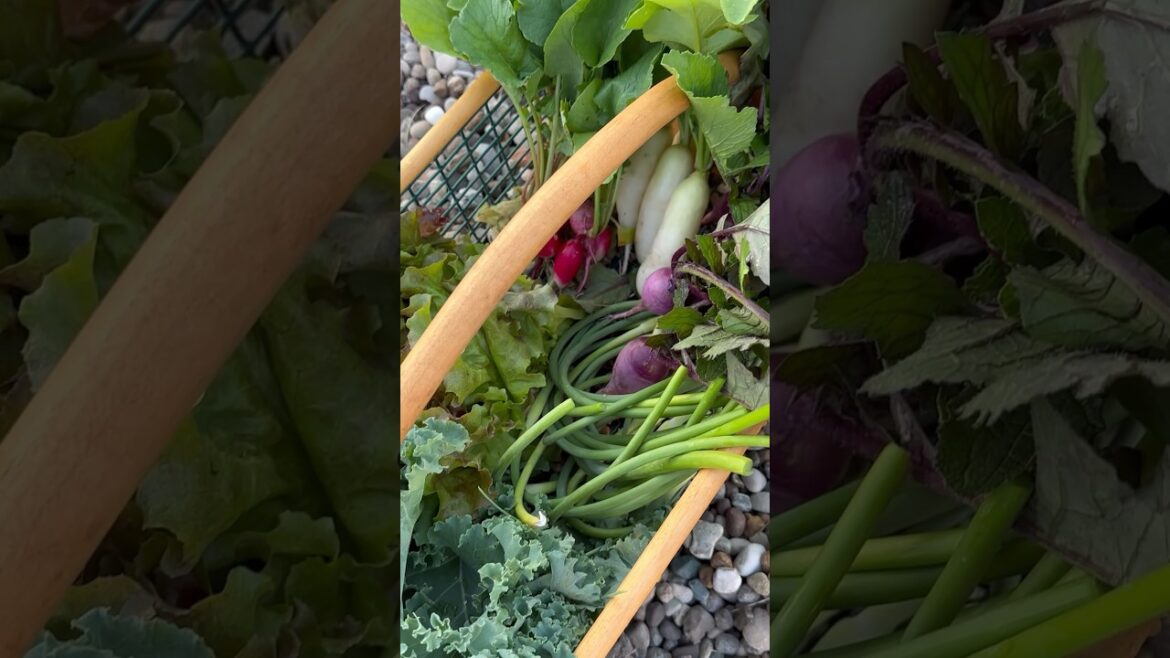 Spring Vegetable Harvest #harvest #vegetablegarden