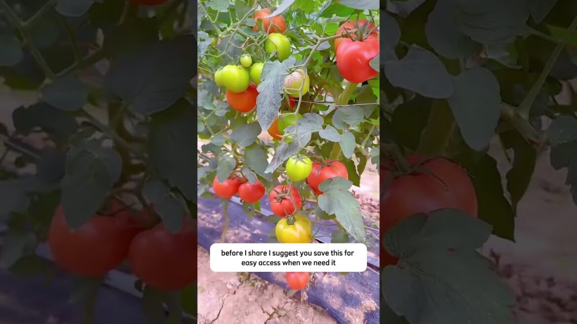 Amazing tips for tomatoes LanguageLearning viral2026!#plantssafety #gardeningtips #foryou