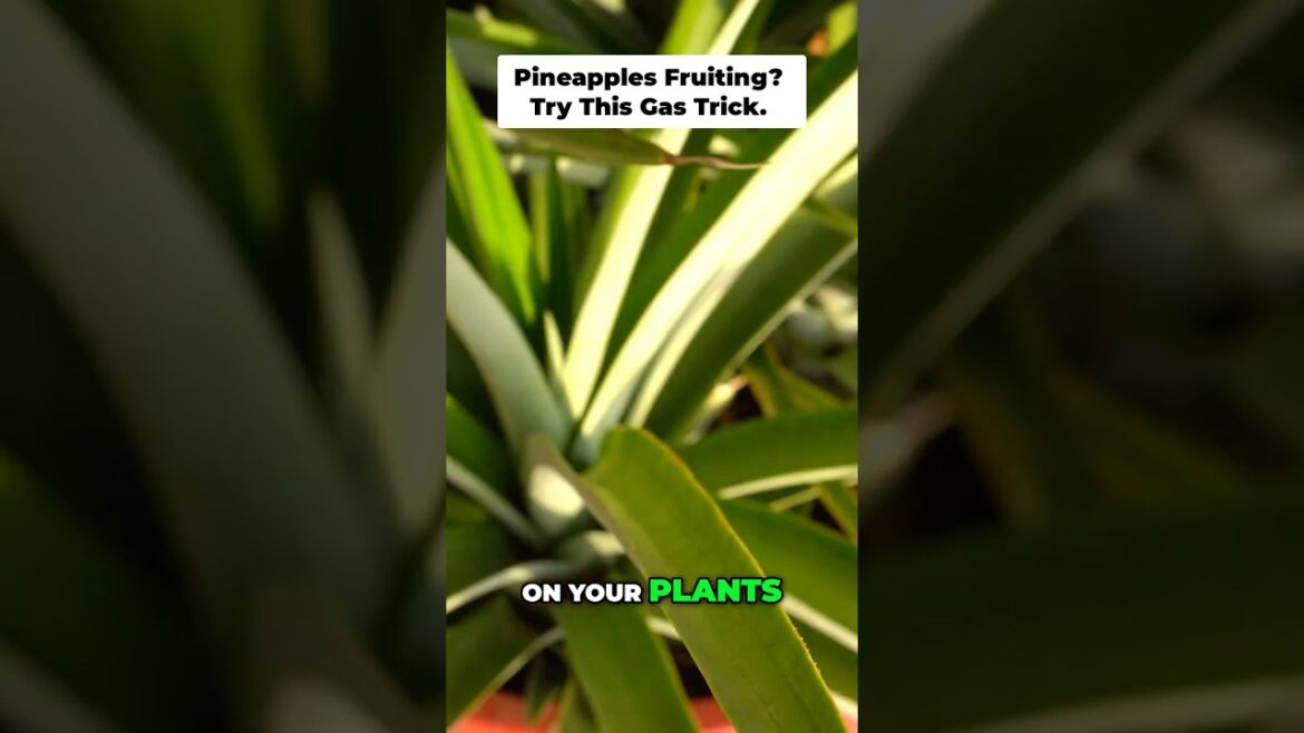 This Trick Forces Pineapples to Flower 🌸🍍
