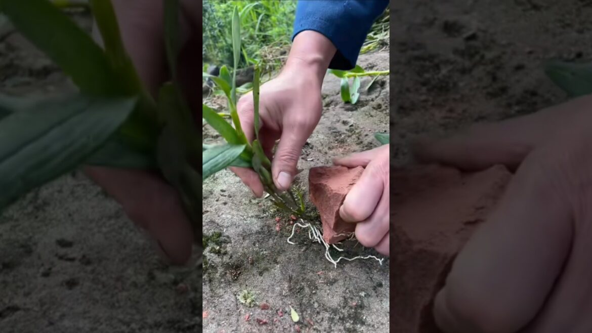 VERY UNIQUE TIPS! growing dendrobium orchid plants on the rock #orchid #garden 🌵🌵🌵🌵🌵