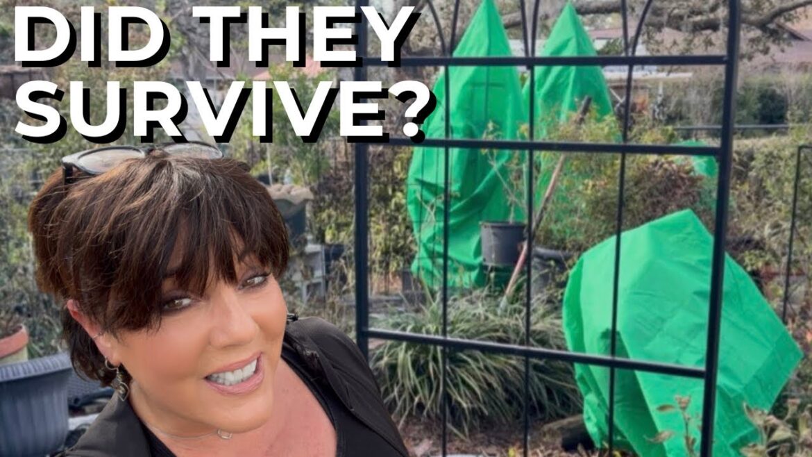 Did My Garden Survive?:  Frost Damage and Recovery Plans