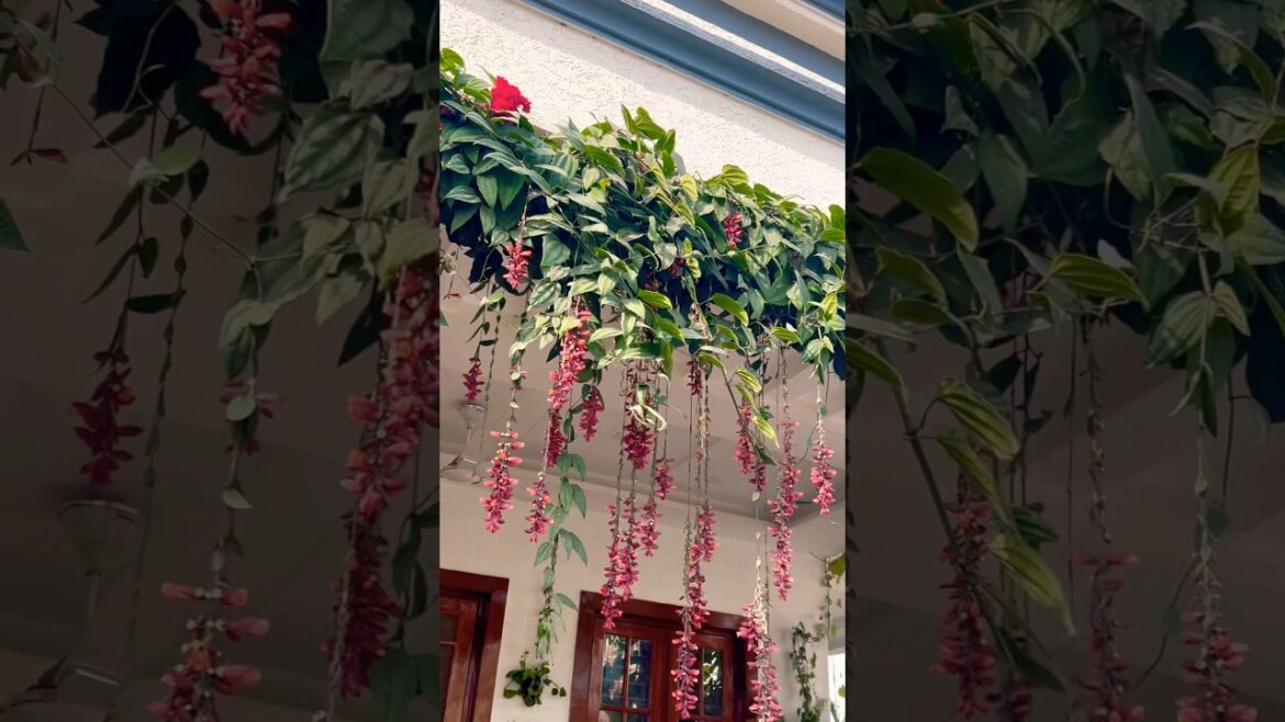 #flowers #plants #gardening #gardenplants #homegardening #homedecor #hangingplants