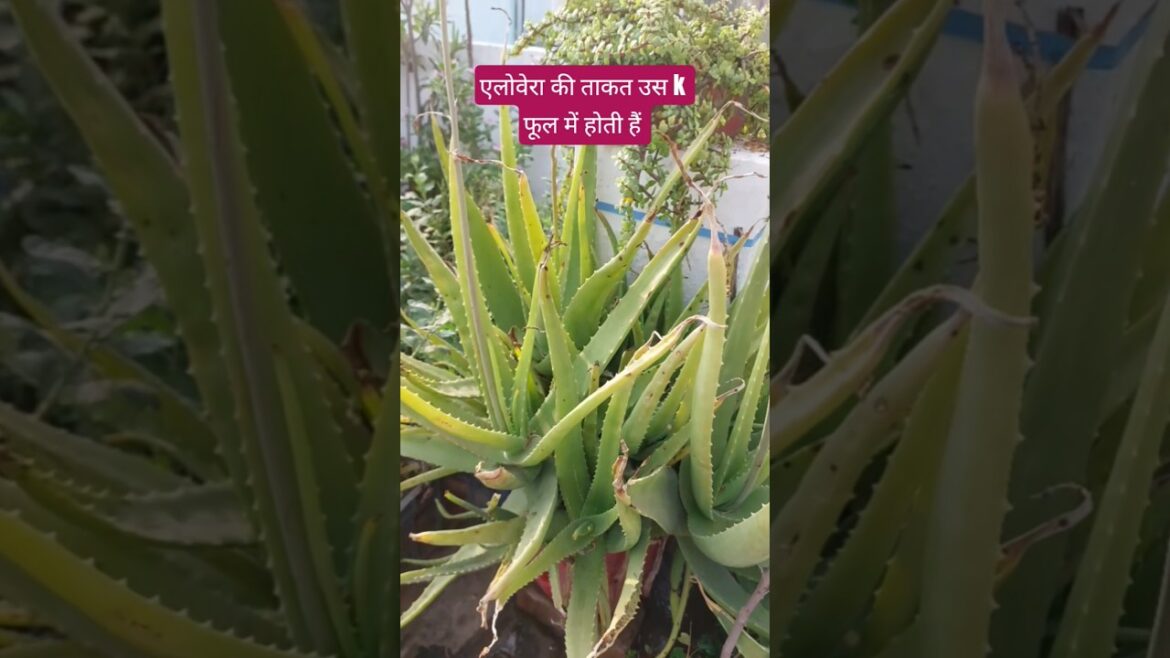 #shortvideo #reels #viral #youtubeshorts #gardeningtips #aloveraplant #gardening #vastu #shorts
