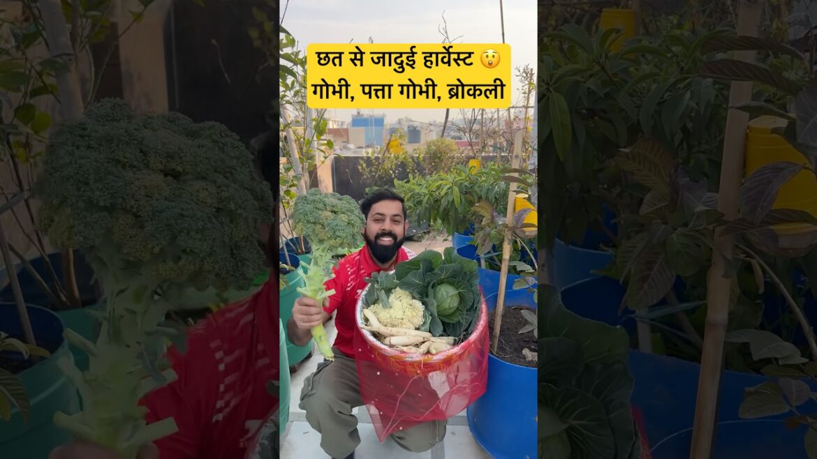 Terrace Garden Se Full Vegetable Harvest | #aasanbagwani #harvestingvegetables