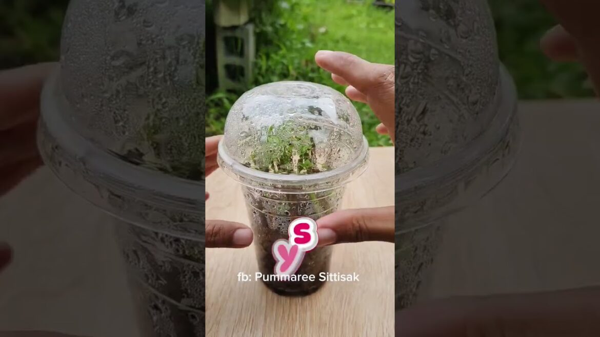 Cups can be done like this. #top #treding #tree #tips #gardening #shortvideo #vairalvideo