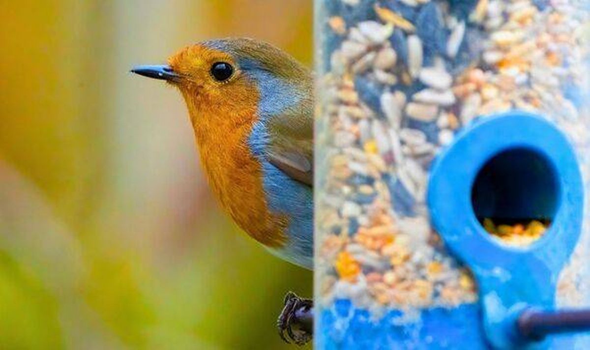 Picture of a robin next to a birdfeeder.
