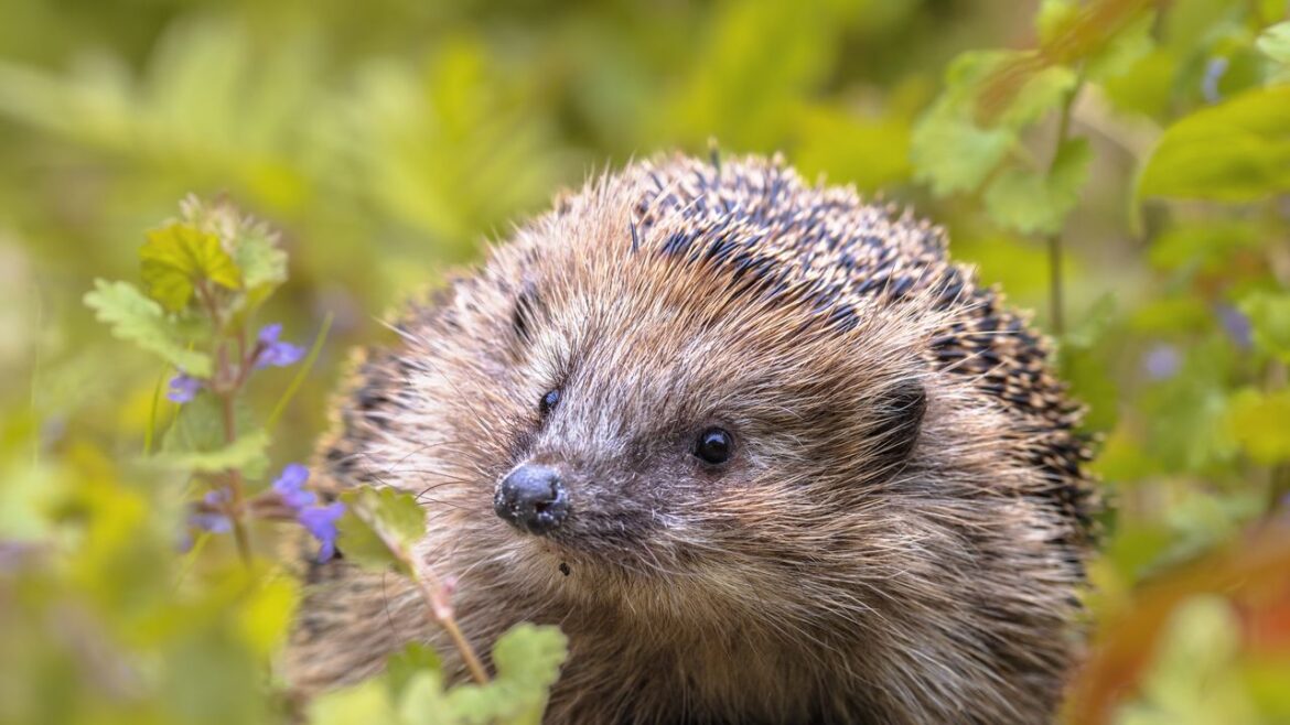 A hedgehog highway: what is it and why do you need one in your garden? A hedgehog highway: what is it and why do you need one in your garden?