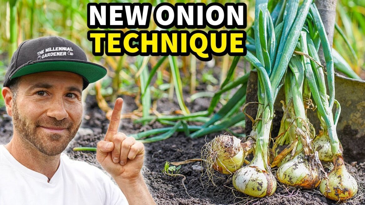 This Is, Seriously, The BEST Way To Grow Onions! This Is, Seriously, The BEST Way To Grow Onions!