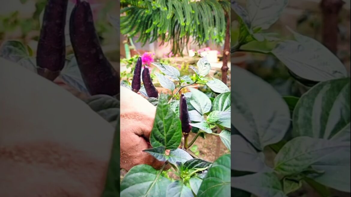 Caring for Your Garden Trees: Tips and Tricks 🌲 #shorts #garden #nature #flower