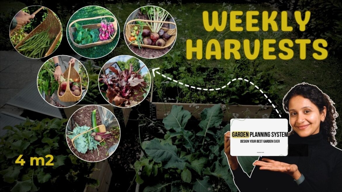 How I Plan My 4 m2 Garden for Weekly Harvest all Year (+ Free Planner) How I Plan My 4 m2 Garden for Weekly Harvest all Year (+ Free Planner)