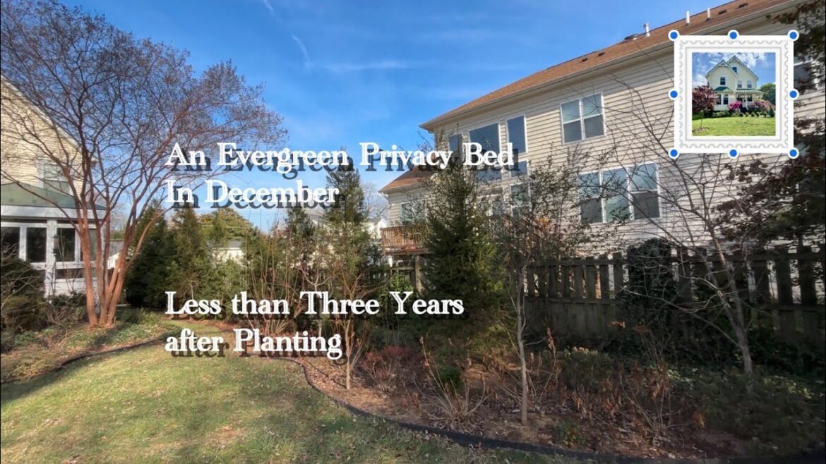 An Evergreen Privacy Bed in December: Less than 3 Years After Planting
