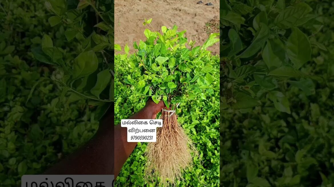 🙏malligai#plant#sedi🌱#all area supply☎️🌱💥