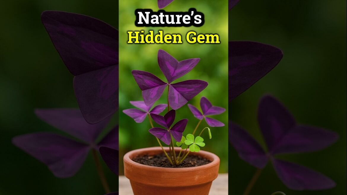 The Lucky Charm for Your Garden 🍀 | Rare Indoor Plant Care Tips