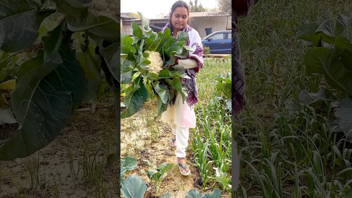 आज हमारे किचन गार्डन की हार्वेस्टिंग #kitchengarden #harvesting #gardening #garden #shorts #short