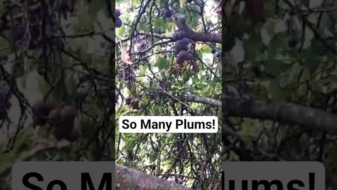 I Found So Many Plum Trees! 🌳 #plums #plumtrees #foraging #freefruit