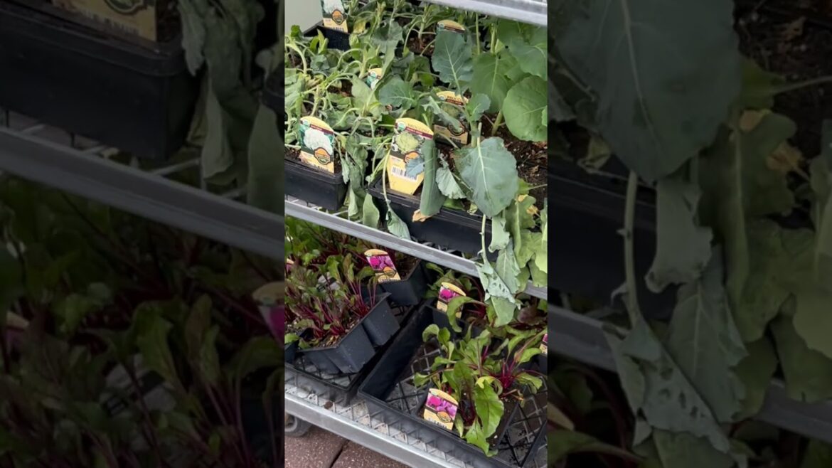 Mom’s Organic Garden Supplies #gardening #garden #homestead #momsorganic