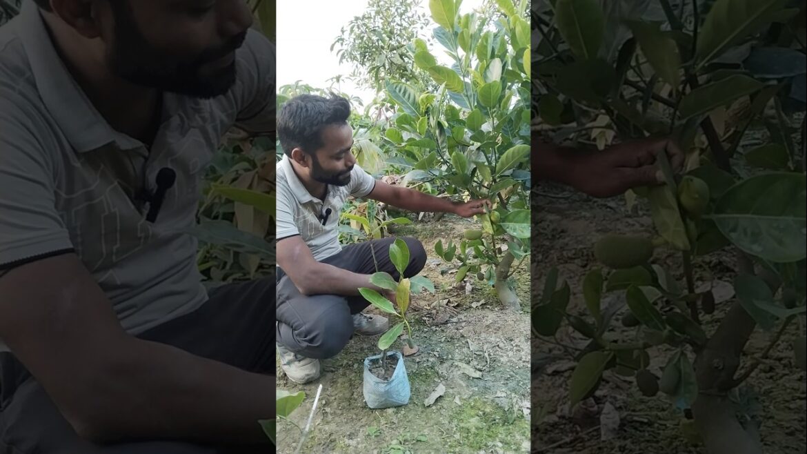 পিং কাঁঠাল #shorts #farming #viral