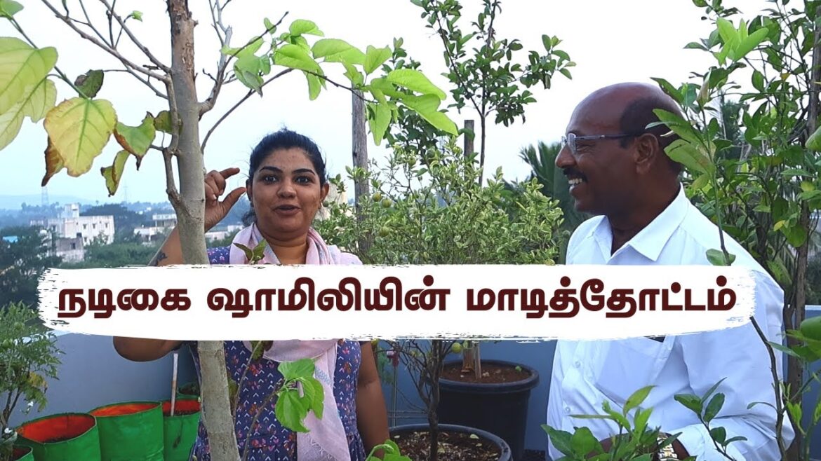 🏡 மாடித்தோட்டத்தில் Creeper Plants வளர்ப்பது எப்படி? | Balcony & Terrace Gardening Tips 🌿