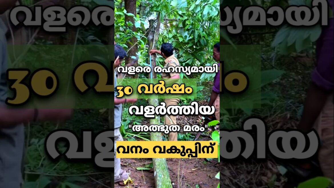 രഹസ്യമായി വളർത്തിയ മരം അവസാനം ഫോറെസ്റ്റ് ക്കാർക്ക് #plants #garden #malayalam #kerala