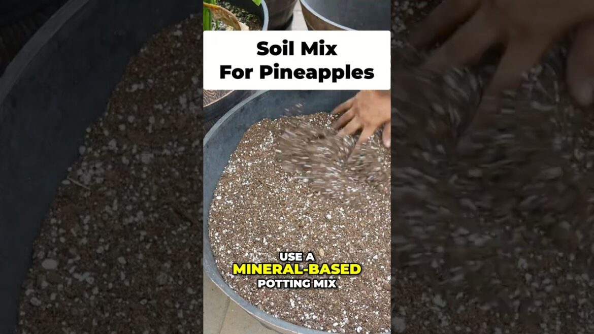Secret to Huge Pineapples: Mineral Mix & Manure!