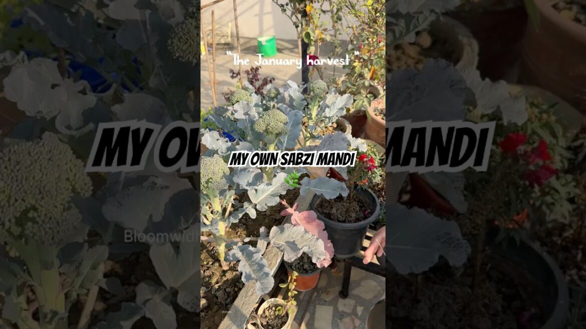 People Think Terrace Gardening Is Useless…This Is My Harvest 🌿#organicgardening #shorts #harvest