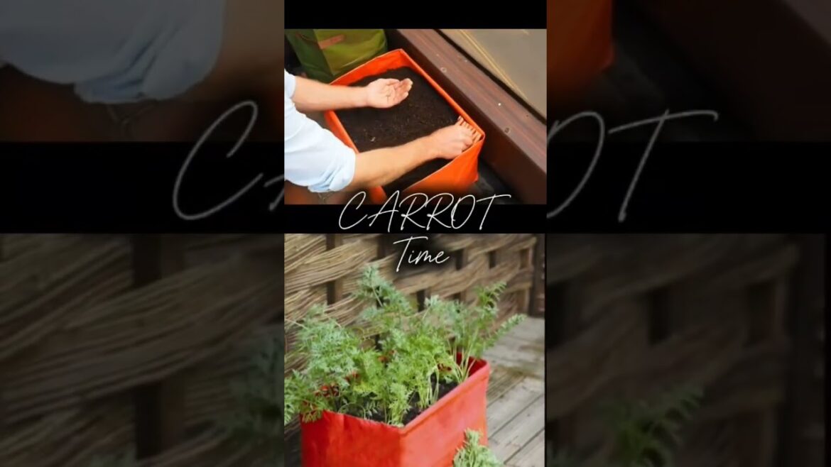 LAST CHANCE to plant carrots this year #gardening #containergardening LAST CHANCE to plant carrots this year #gardening #containergardening