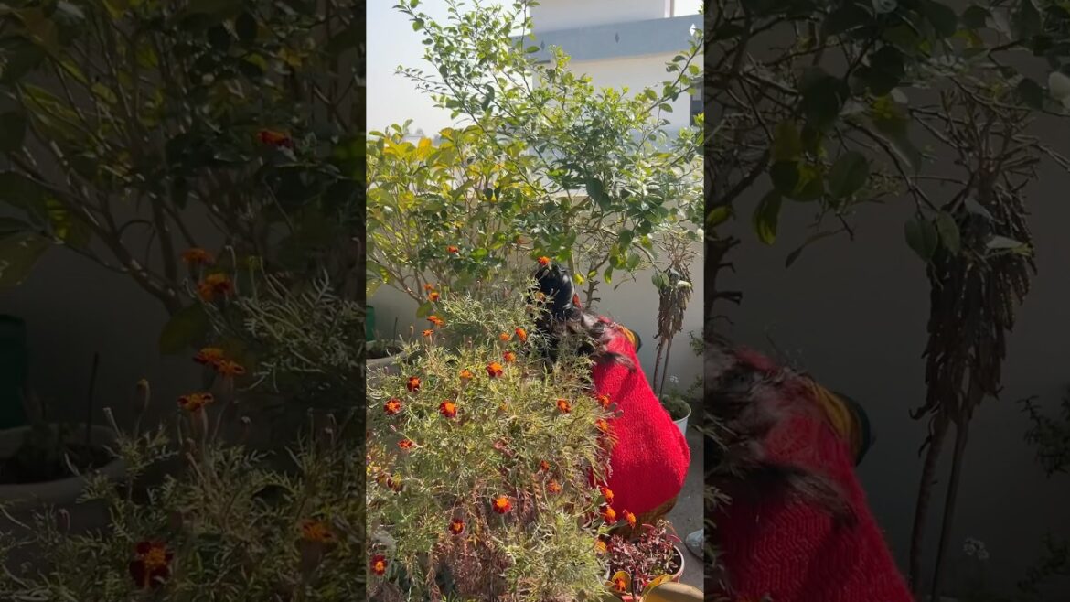 Gardening work 🧑‍🌾 #gardening #gardeningideas #gardeningtips #gardeninspiration