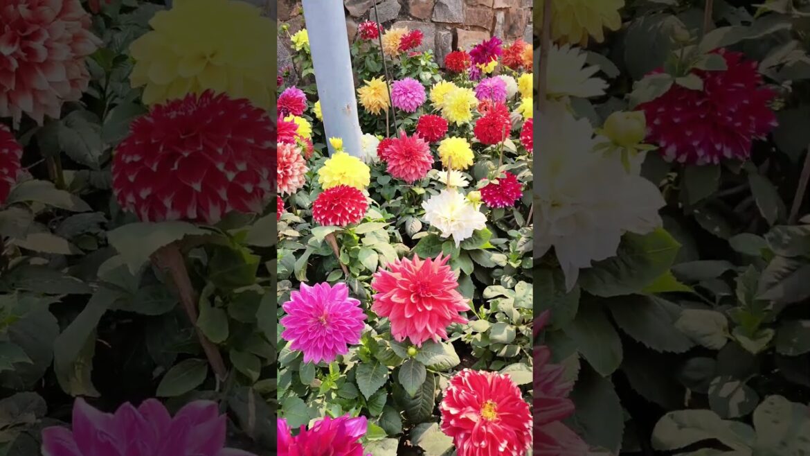 #2 UDYOH VIHAR ROSE GARDEN|LIVING WITH SHAHIL #autodeskpixlr  #dailyrender #minivlog #japanese #vlog