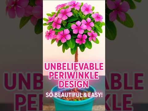 “Unbelievable Periwinkle Tree Design 🌿 | Easy Topiary Style You Must Try!”#shorts #ourplants “Unbelievable Periwinkle Tree Design 🌿 | Easy Topiary Style You Must Try!”#shorts #ourplants