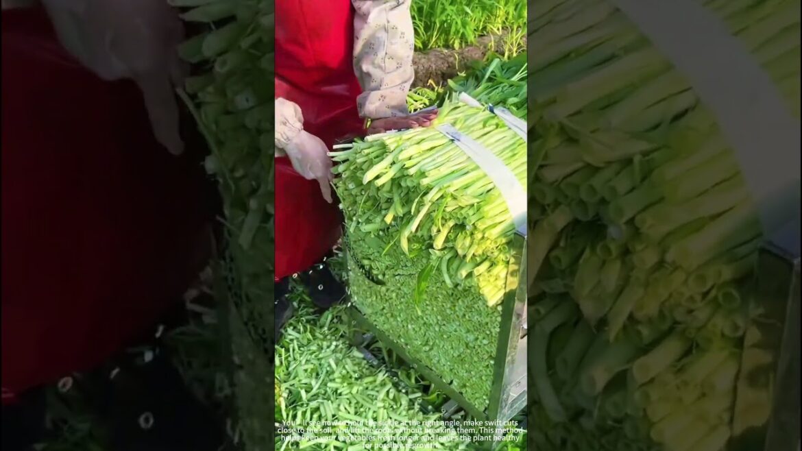 Sickle Harvesting Veggie Roots! 🌿✂️