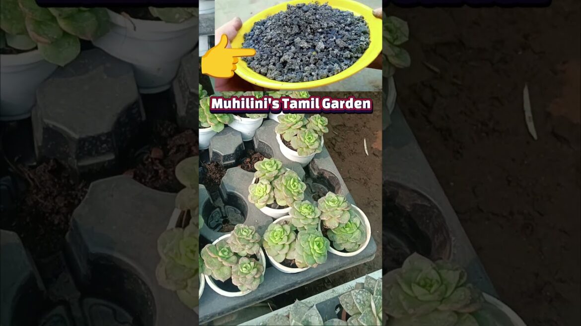 #rose #gardentips #mallipoo